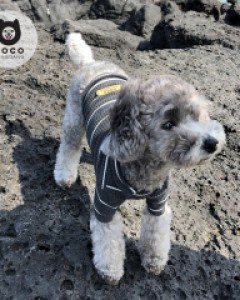 [오늘출발](모코댕댕)단가라로귀엽개 #강아지옷