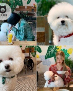 [오늘출발](모코댕댕)힙스터댕댕 #강아지스카프