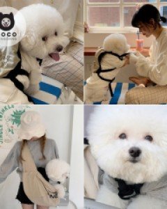 [오늘출발](모코댕댕)댕일리댕투댕 #강아지옷