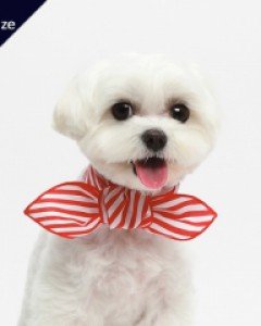 폼스카프 SP레드 L