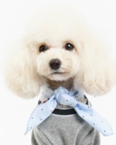 폼스카프 OX도트