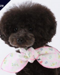 폼스카프 캔디플라워 L