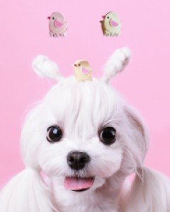 아리집게핀
