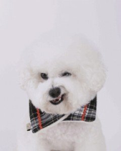 그루밍독 타탄체크 케이프