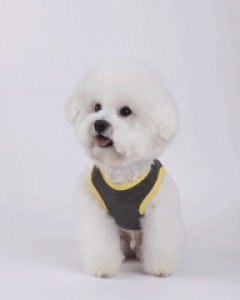 코코펫 레고 베스트