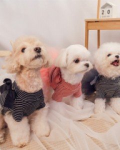 그루밍독 리본튜튜원피스