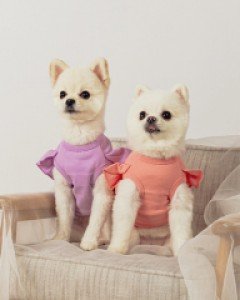 그루밍독 페인트 크롭티