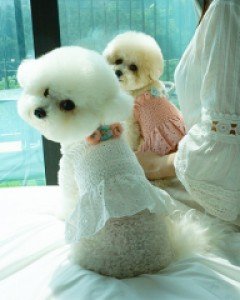 코코펫 플라워펀칭 원피스 ( S ~ XL )
