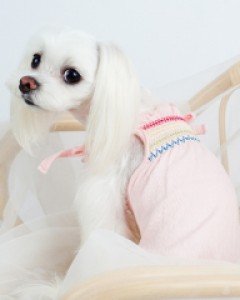 그루밍독 에스닉 나시 ( S ~ 2XL )
