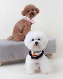 블랙라벨퍼피 쥬쥬케이프