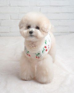 까니쉬 체리스웨터