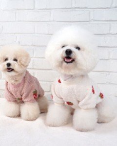 그루밍독 딸기스웨터