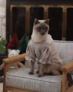 블랙라벨퍼피 레이스 퍼프 티셔츠