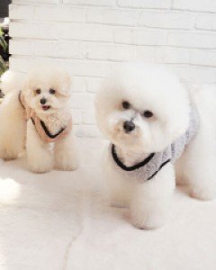 까니쉬 보아조끼