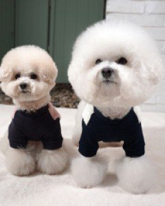 그루밍독 뽀송이 맨투맨