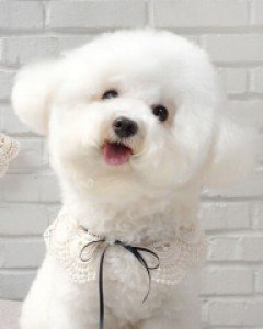 그루밍독 소녀레이스 케이프