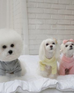 블랙라벨퍼피 플레인 터틀넥