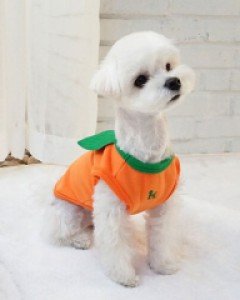 까니쉬 오렌지 나시