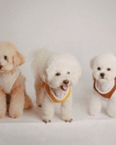 코코펫 곰돌이 양털조끼