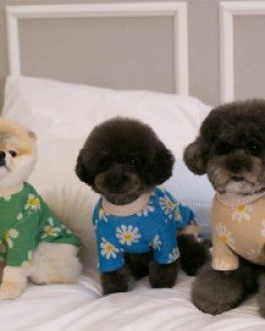 제이앤제이 데이지 꽃무늬 니트 티셔츠