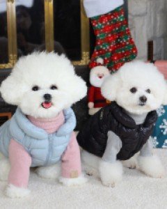 올 겨울 교복으로 찰떡 그루밍독 말랑파우치패딩조끼