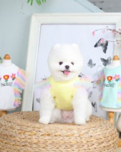 귀여운 크롭에 무지개빛 날개가 포인트 GL 무지개엔젤크롭티셔츠