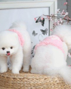 극강의 귀여움을 에이미 캔디크롭