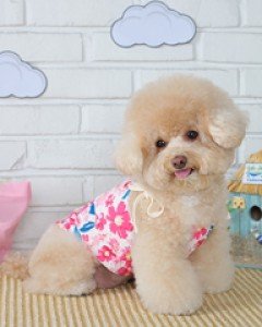 PM 하와이안홀터넥