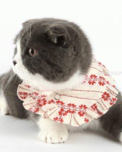 하이디스카프M 세트A(데이지,마가렛)