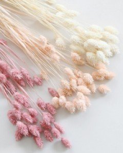 파라리스 프리저브드 플라워(핑크/살구/아이보리)