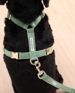 민트그린 리브 하네스