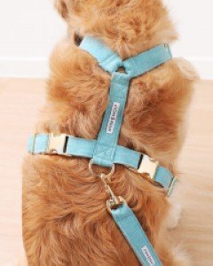 스카이블루 리브 하네스