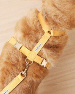 허니 옐로우 리브 하네스