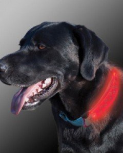 [나잇아이즈]컬러 커버 강아지 반려견 목걸이형 LED 라이트