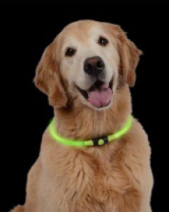 [나잇아이즈]나잇 하올 목줄 반려견 강아지 LED 라이트 목걸이