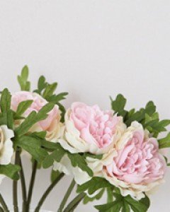 프렌치스몰 작약