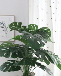 볼륨 몬스테라 블랙 pot_75cm