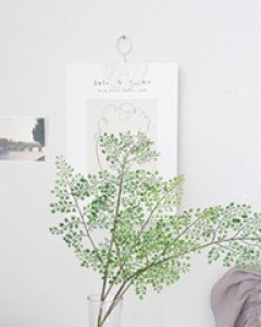 프렌치그린 아디안텀조화1p