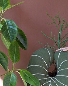 [20%세일]식물쿠션 글로리오섬