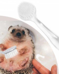 (목욕 필수템♥) 고슴도치 목욕솔