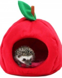 고슴도치 집 사과 포치