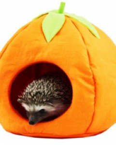 고슴도치 집 홍시 포치