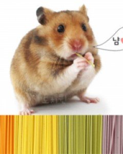 햄스터 간식 무염 수제국수 50g