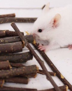 사과나무 햄스터 이갈이