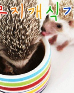 레인보우 무지개식기