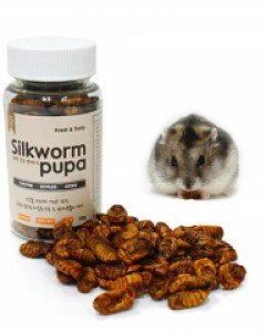 미니주 세척 건조 번데기 30g