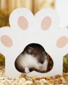 바이오라이프햄스터 고양이발 은신처겸 장난감 HO35