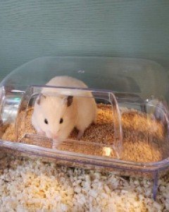 (특대형)스마트 햄스터 화장실+응가삽