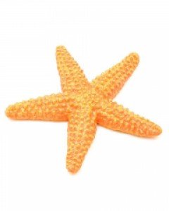 [사파리엘티디] 276829 불가사리 해양동물피규어