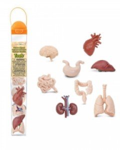 [사파리엘티디] 689304 인간의 장기 교육피규어 튜브